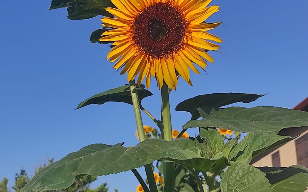 CENTRO DIURNO I GIRASOLI-APERTURA ESTIVA